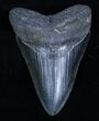 / Inch Serrated Georgia Megalodon Tooth #3462-2